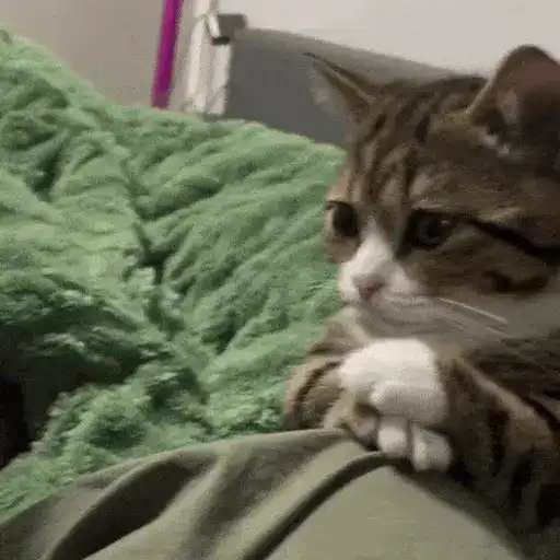 Gatos Curiosos😼👁️🗨️