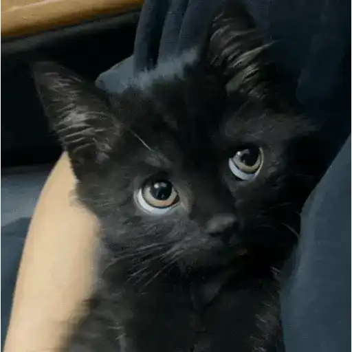 Gatos Curiosos😼👁️🗨️
