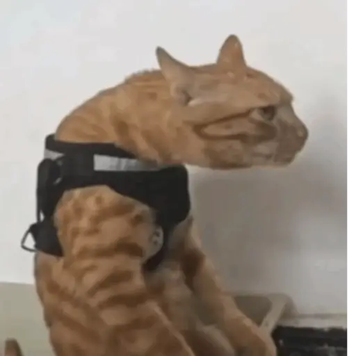 😎 SHITPOST MOV 😆