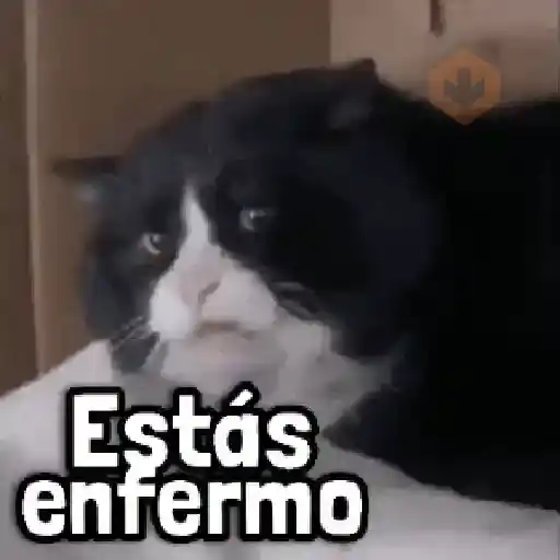 Michis con Frases 🐾🐾 sticker 11