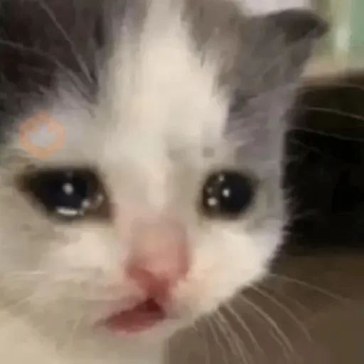 🐱💔😢 •GATOS TRISTES• 😢💔🐱