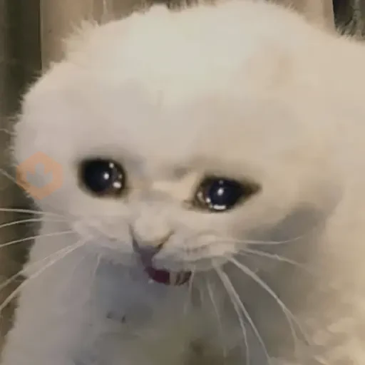 🐱💔😢 •GATOS TRISTES• 😢💔🐱