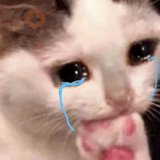 🐱💔😢 •GATOS TRISTES• 😢💔🐱