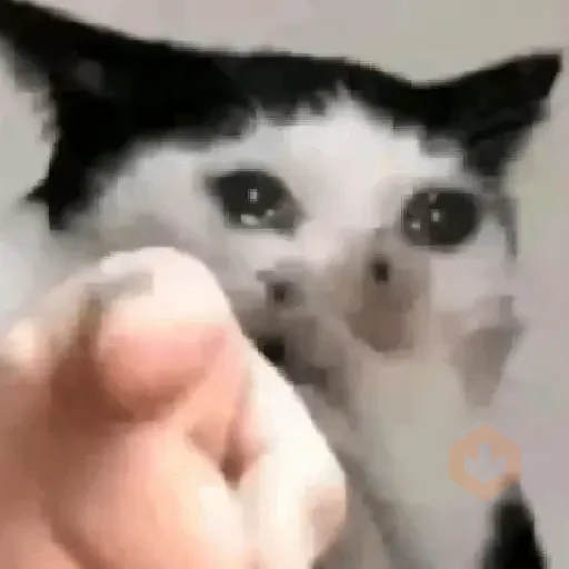 🐱💔😢 •GATOS TRISTES• 😢💔🐱