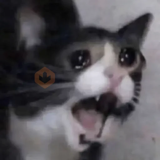 🐱💔😢 •GATOS TRISTES• 😢💔🐱