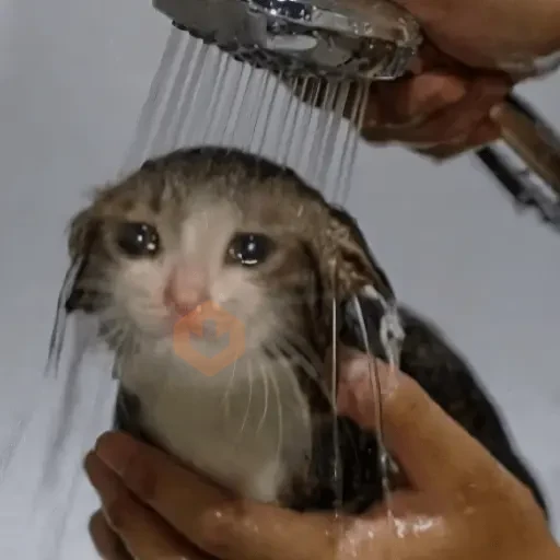 🐱💔😢 •GATOS TRISTES• 😢💔🐱