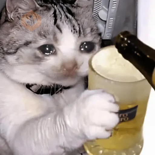 🐱💔😢 •GATOS TRISTES• 😢💔🐱