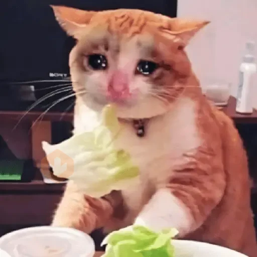 🐱💔😢 •GATOS TRISTES• 😢💔🐱
