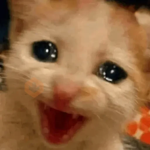 🐱💔😢 •GATOS TRISTES• 😢💔🐱