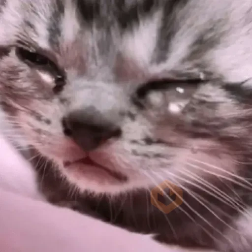 🐱💔😢 •GATOS TRISTES• 😢💔🐱