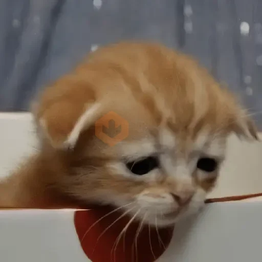 🐱💔😢 •GATOS TRISTES• 😢💔🐱