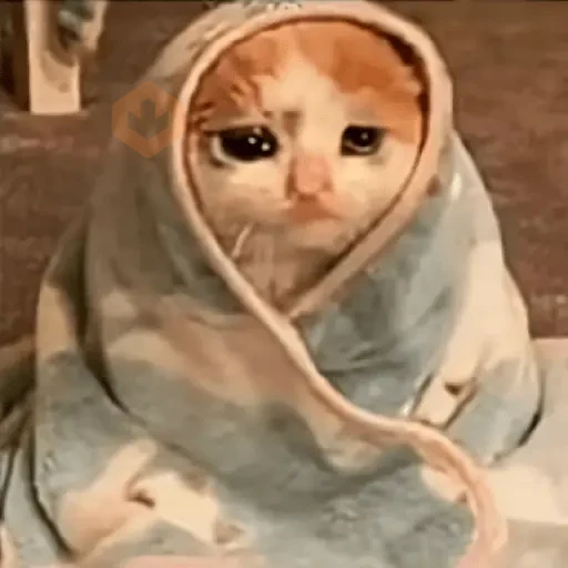🐱💔😢 •GATOS TRISTES• 😢💔🐱