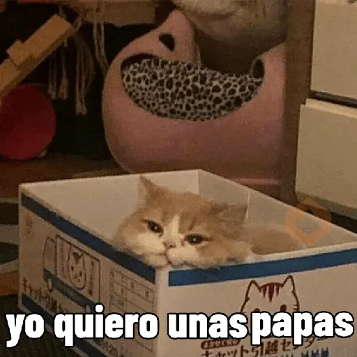 Gatitos 😻😼 sticker 12