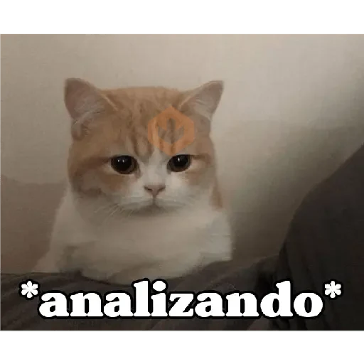 Gatitos 😻😼 sticker 17