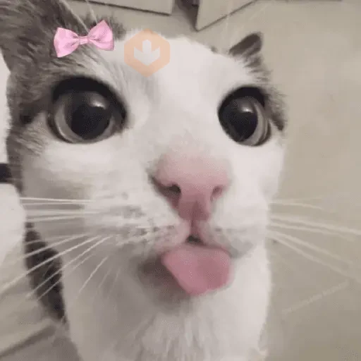 Gatitos 😻😼 sticker 24