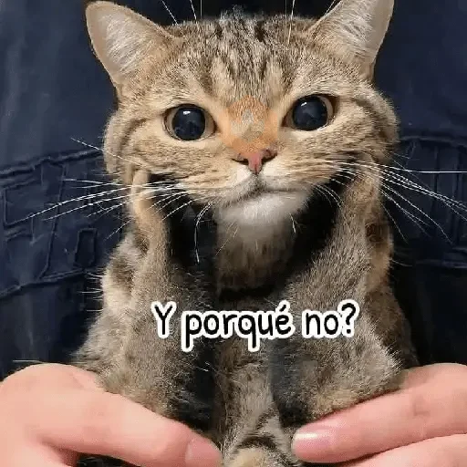 Gatitos 😻😼 sticker 20