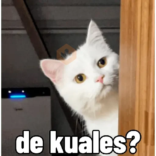 Gatitos 😻😼 sticker 29
