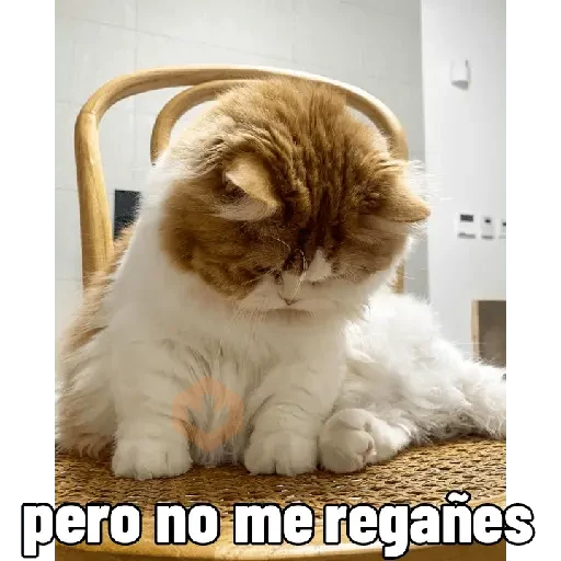 Gatitos 😻😼 sticker 26