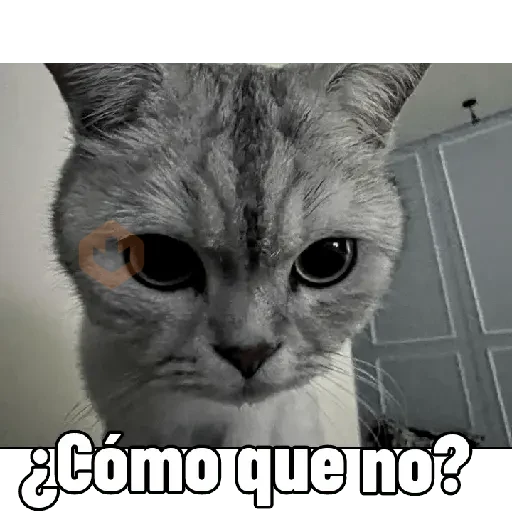 Gatitos 😻😼 sticker 30
