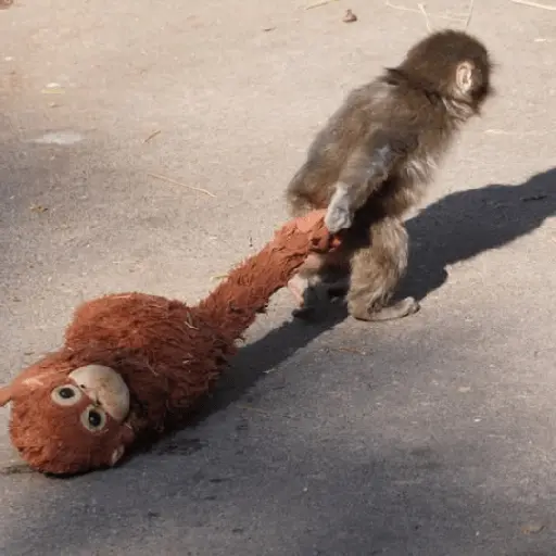Sad monkey / macaquinho triste