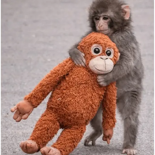 Sad monkey / macaquinho triste