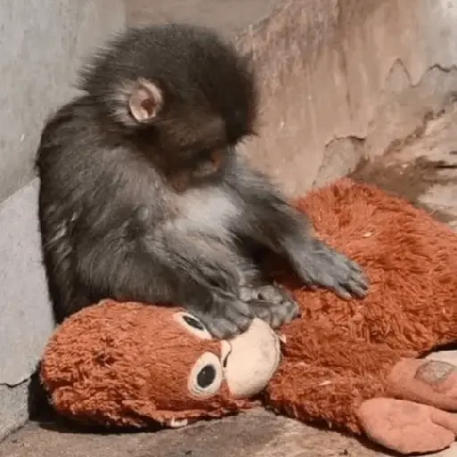 Sad monkey / macaquinho triste