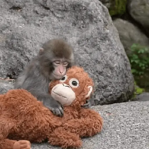 Sad monkey / macaquinho triste