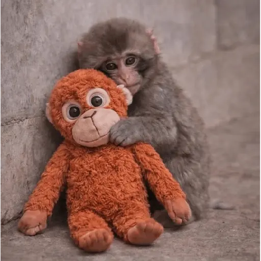 Sad monkey / macaquinho triste