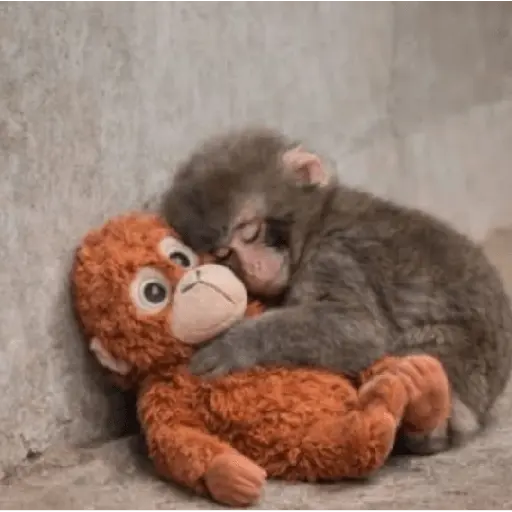 Sad monkey / macaquinho triste
