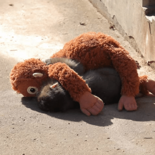 Sad monkey / macaquinho triste preview