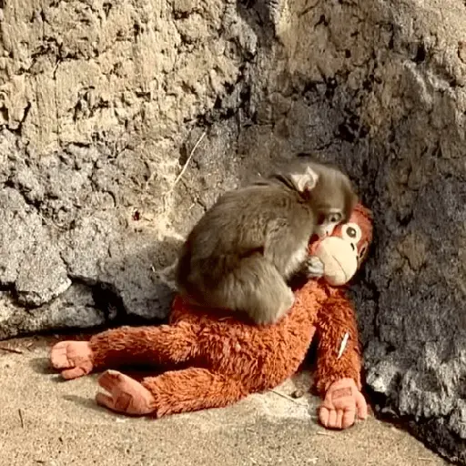 Sad monkey / macaquinho triste