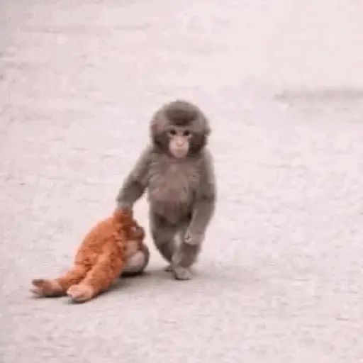 Sad monkey / macaquinho triste