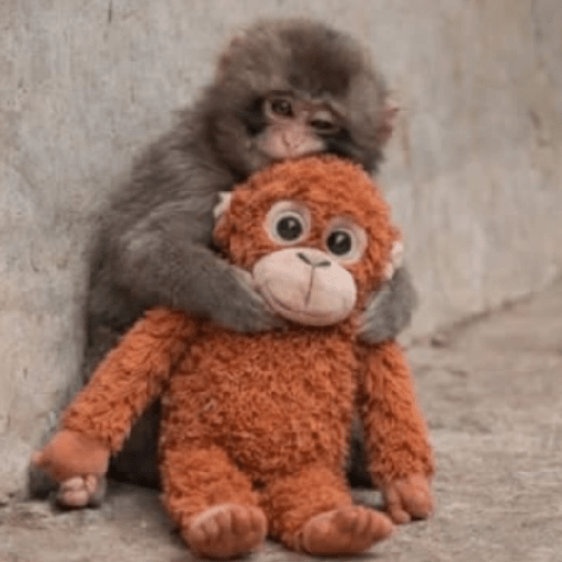 Sad monkey / macaquinho triste preview