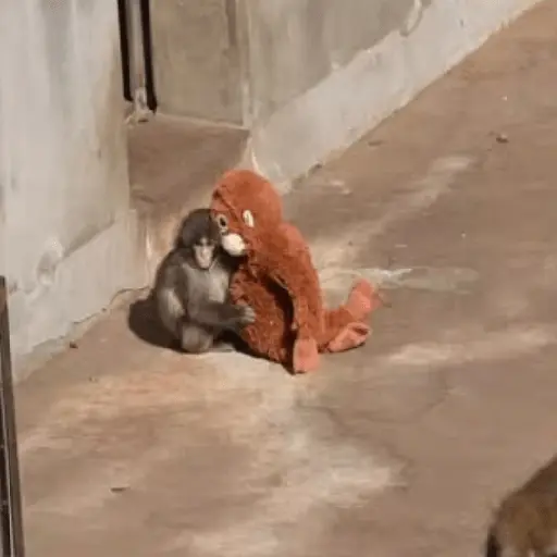 Sad monkey / macaquinho triste