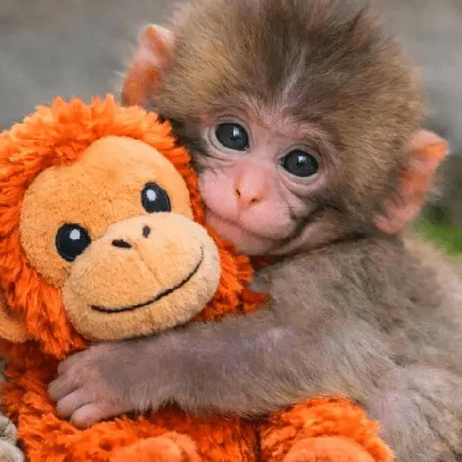 Sad monkey / macaquinho triste