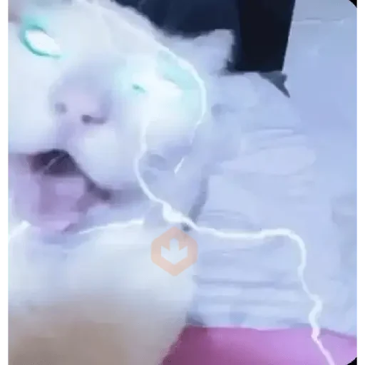 TikTok Memes 4