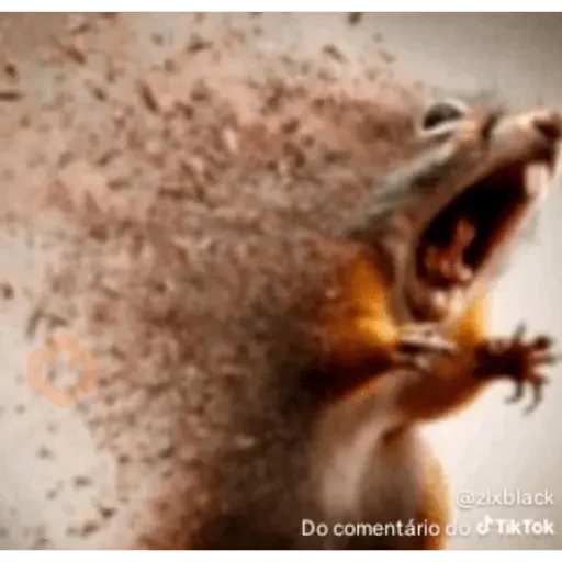 TikTok Memes 4