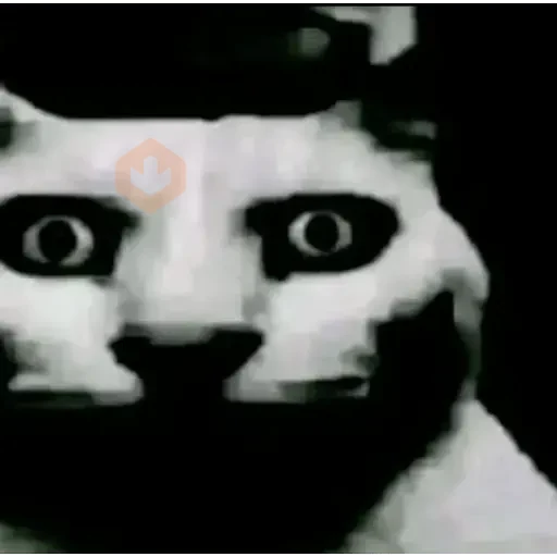 TikTok Memes 4