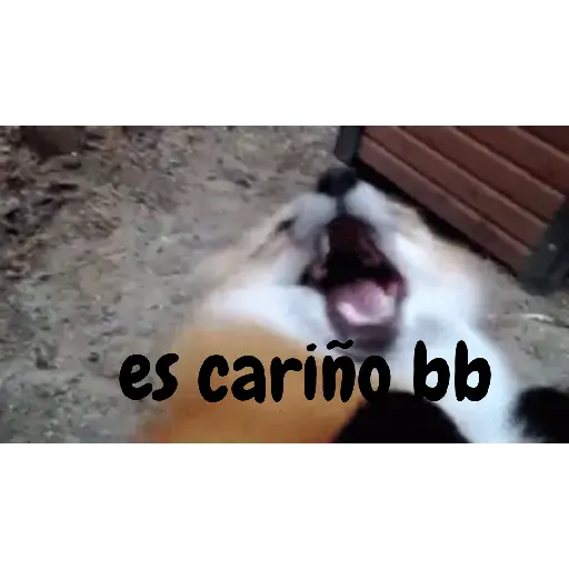 coqueto 😏 (animales) preview