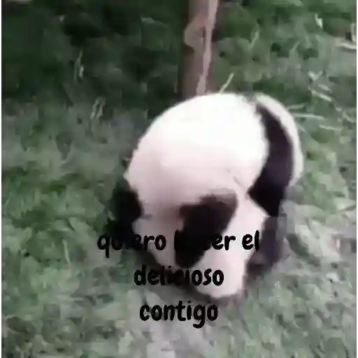 coqueto 😏 (animales) preview