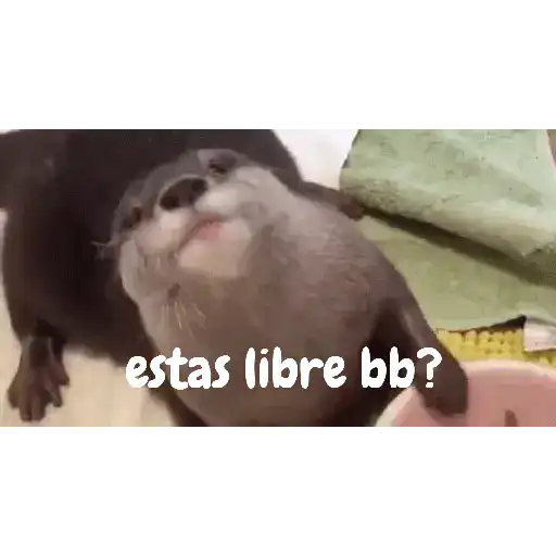 coqueto 😏 (animales) preview