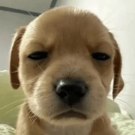 Mood 🥭 RESPUESTAS 🔮☕💬2