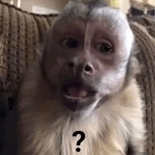 Mood 🥭 RESPUESTAS 🔮☕💬2