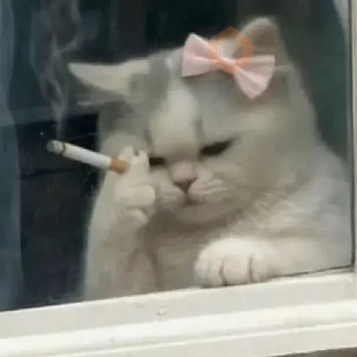 📲☕🫐 Tiktok Mood 🫐☕ 6