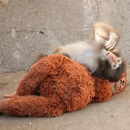 Punch bebé mono🐒Monkey 💖