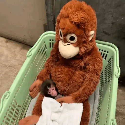 Punch bebé mono🐒Monkey 💖
