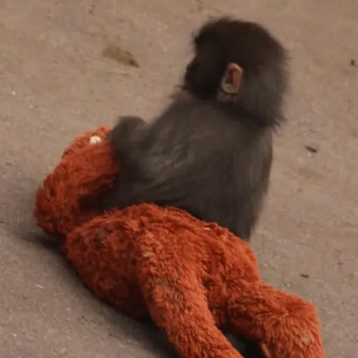 Punch bebé mono🐒Monkey 💖