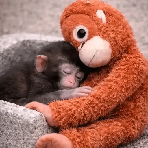 Punch bebé mono🐒Monkey 💖