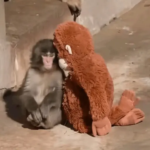 Punch bebé mono🐒Monkey 💖