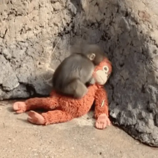 Punch bebé mono🐒Monkey 💖